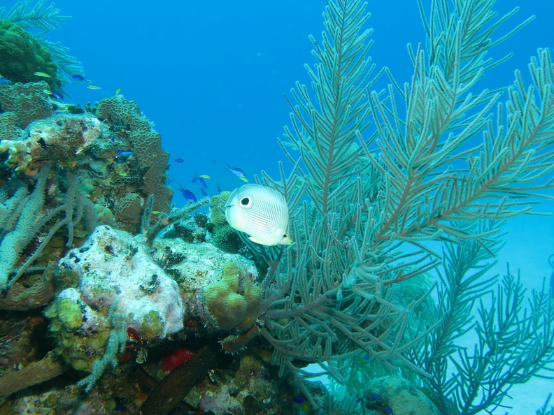 56 Foureye Butterflyfish on the Reef IMG_3992.jpg